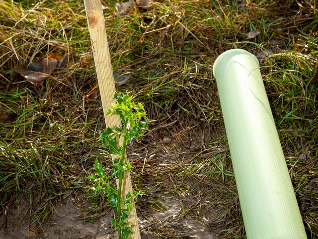 140th Year - Tree Planting at Rockford Fields Nature Reserve