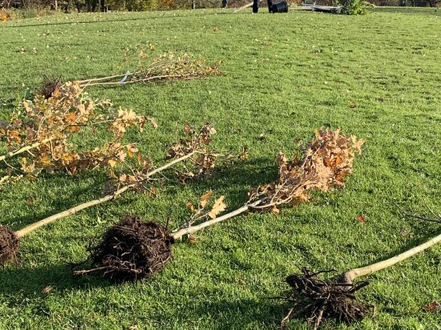 140th Year - Tree Planting in East Park