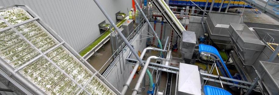 Pea Processing Plant